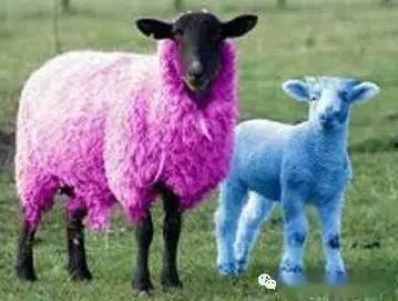 娱乐吃瓜外婆养大的羊羊视频,娱乐吃瓜界的暖心萌宠